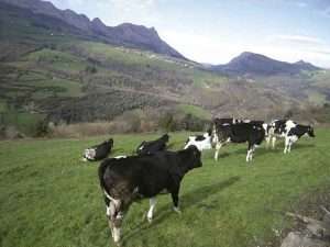 Experiencia de transición a leche ecológica en Cantabria