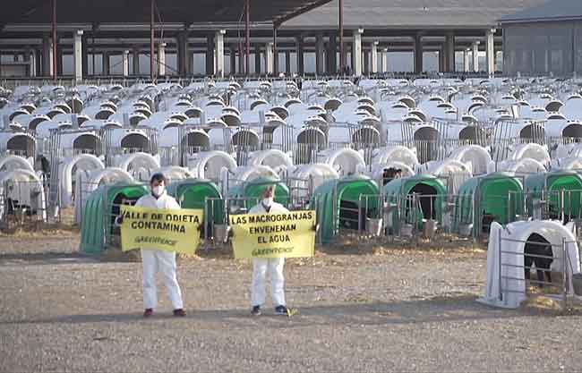 Acción de Greenpeace contra la cacrogranja de Caparroso