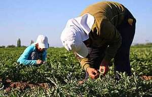 Productores de Iparralde rechazan la anulación del descanso semanal a los temporeros