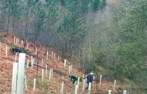 El Consejo Europeo cede a las presiones y aplaza la aplicación de la Ley de deforestación