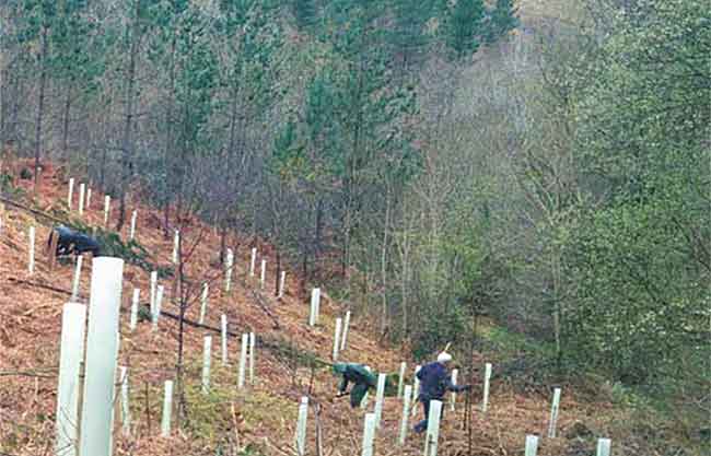 basoa deforestacion